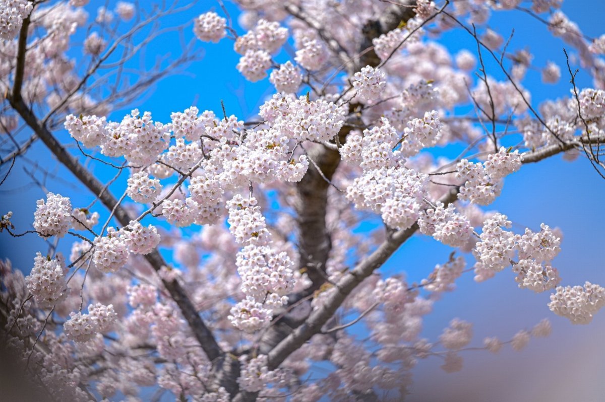 北海道の「桜の名所」でお花見を楽しもう！【2024年春】道南編～松前や函館のお花見スポットご紹介