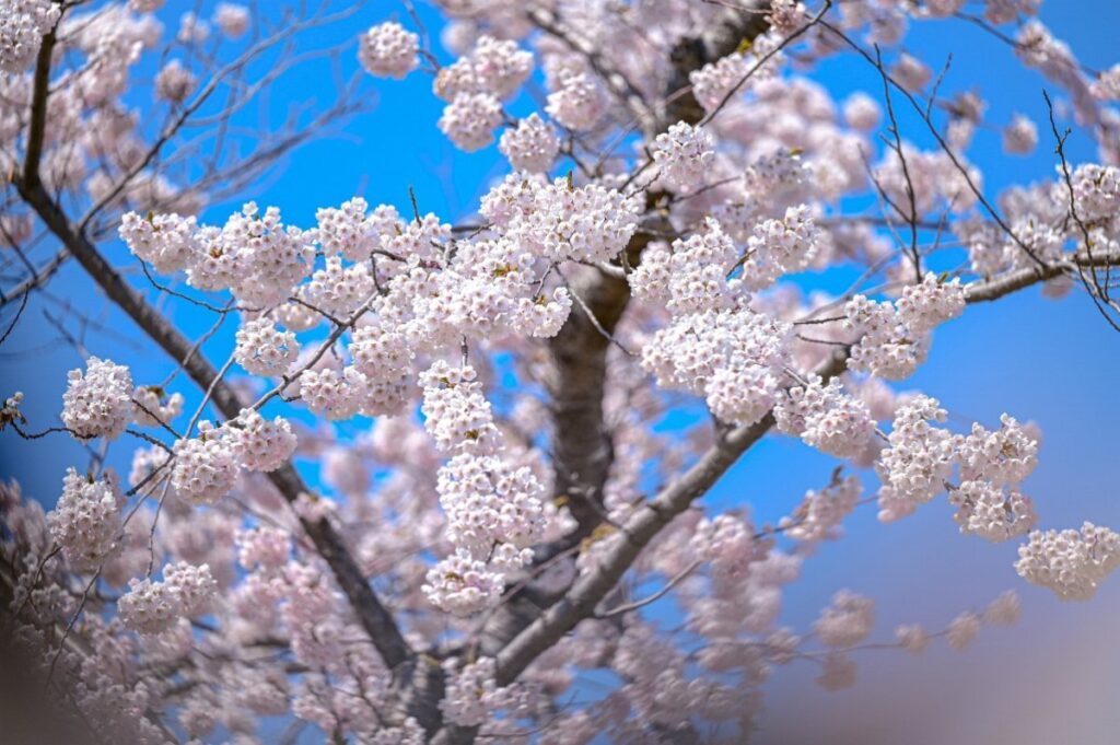 青葉ヶ丘公園（森町）の桜（イメージ）