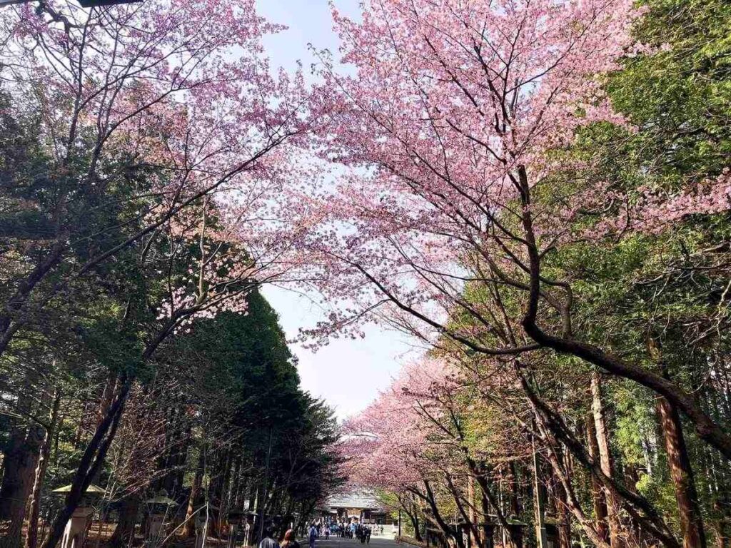 桜の名所 北海道神宮＆円山公園でお花見を【2024】＜5/3更新 