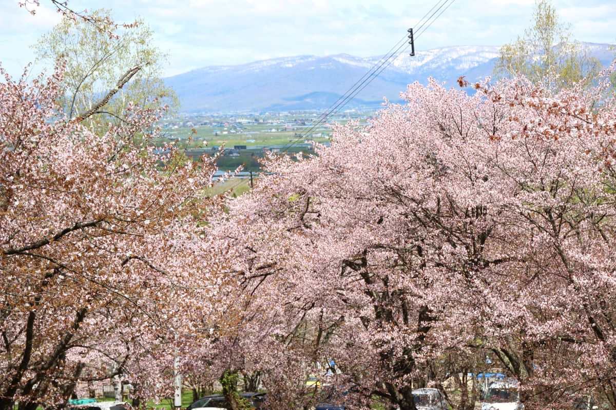 北海道の｢桜の名所｣でお花見を楽しもう！【2024年春】道東・道北編～帯広や旭川のお花見スポットご紹介