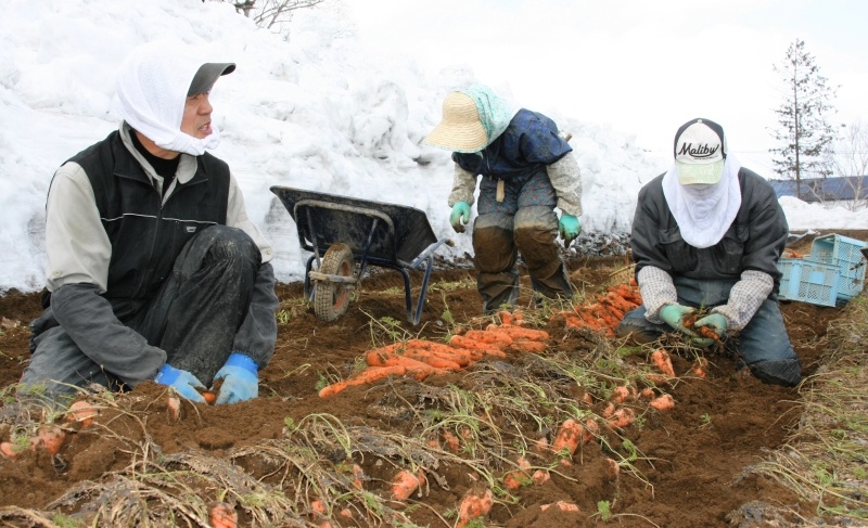 手作業で収穫される真狩村産の雪下ニンジン（ＪＡようてい提供）