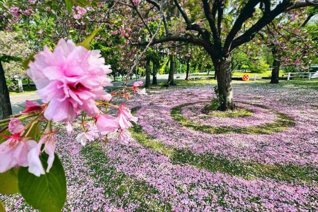 札幌市西区の農試公園に出現したサクラの花びらのじゅうたん（2023年）