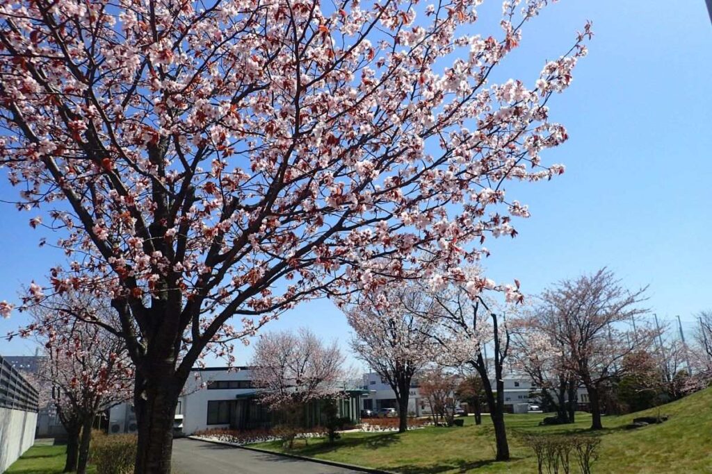 従業員の駐車場から工場にかけて続く桜並木