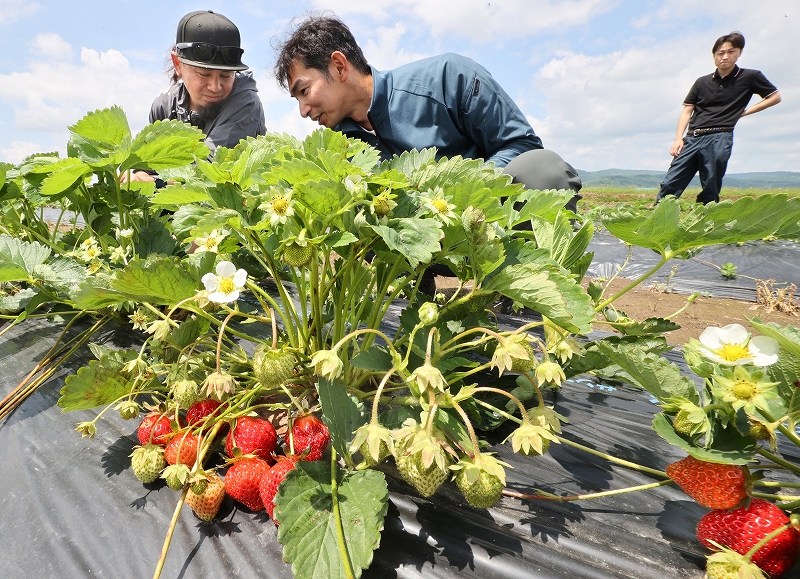 畑でイチゴの生育具合を確認する生産農家ら（西野正史撮影）