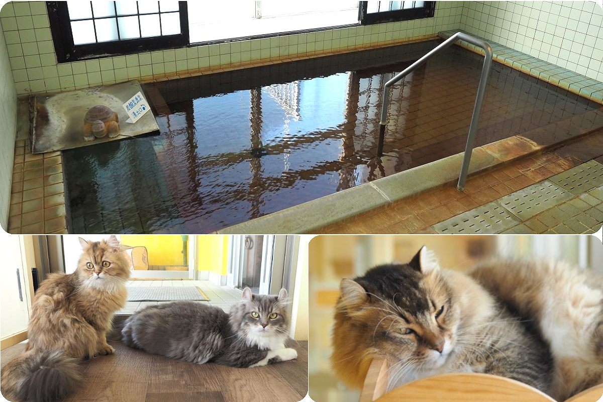 温泉を楽しみ、｢看板猫｣とも会えたらうれしい！ 北海道の〝癒される〟温泉宿５選