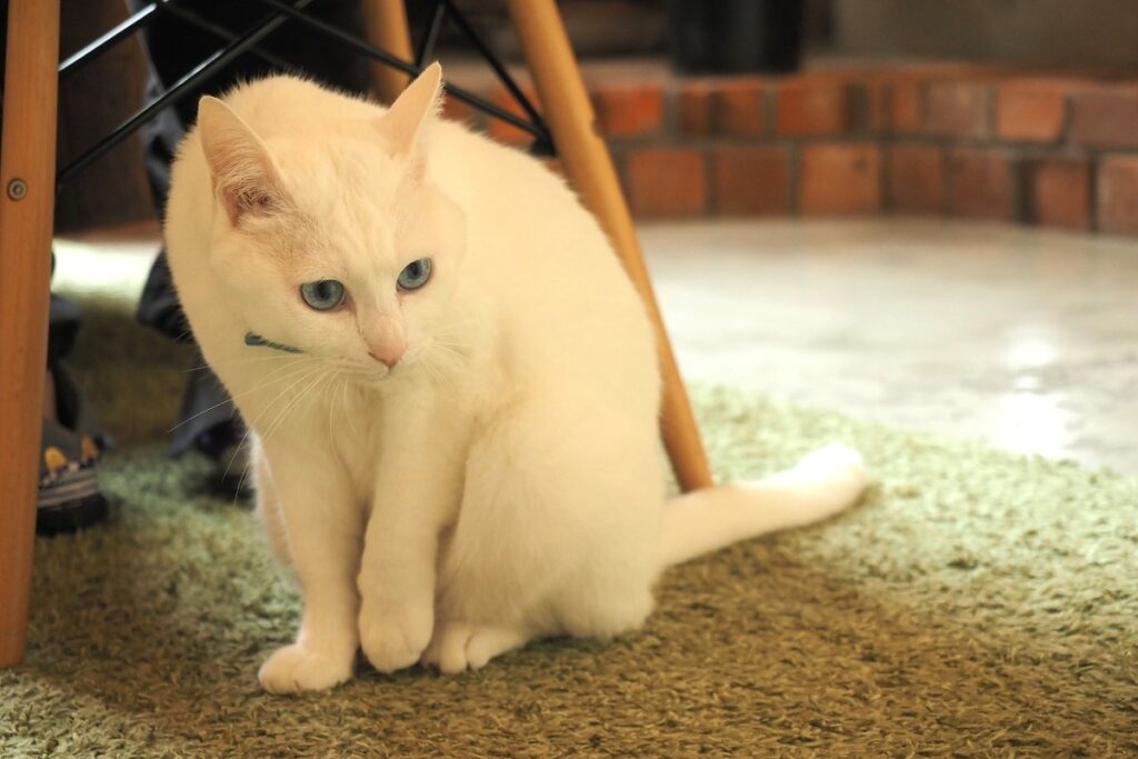 今年６歳になるという看板猫の「れんげ」