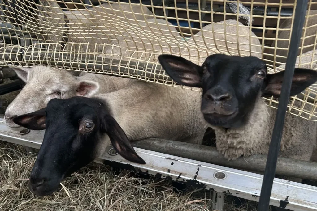 アグリスケープで飼育されているヒツジたち