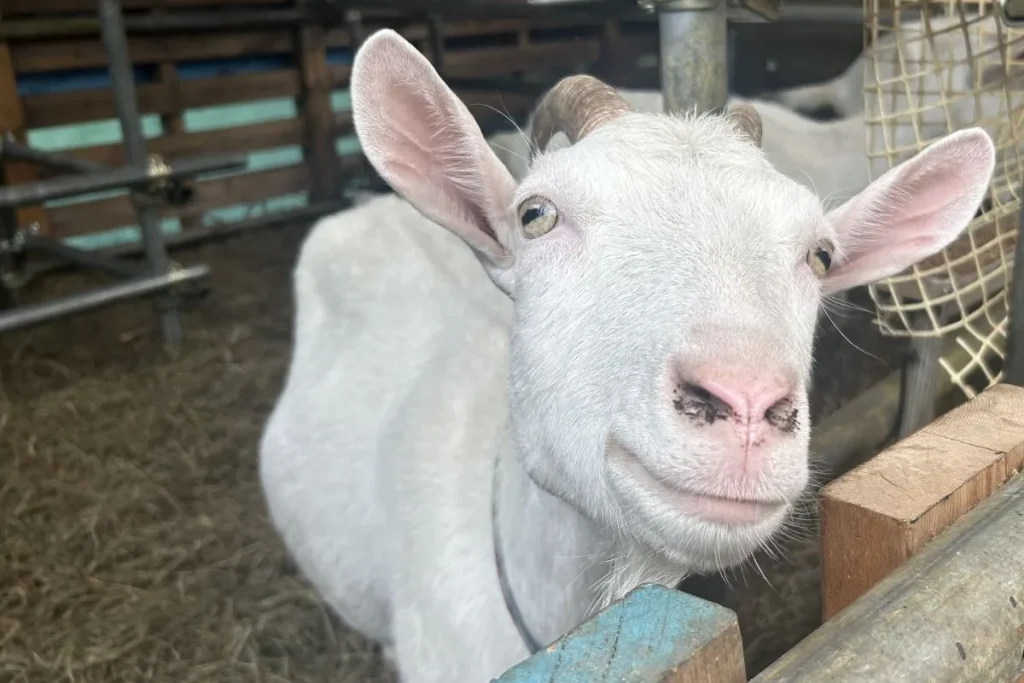 アグリスケープで飼育されているヤギ