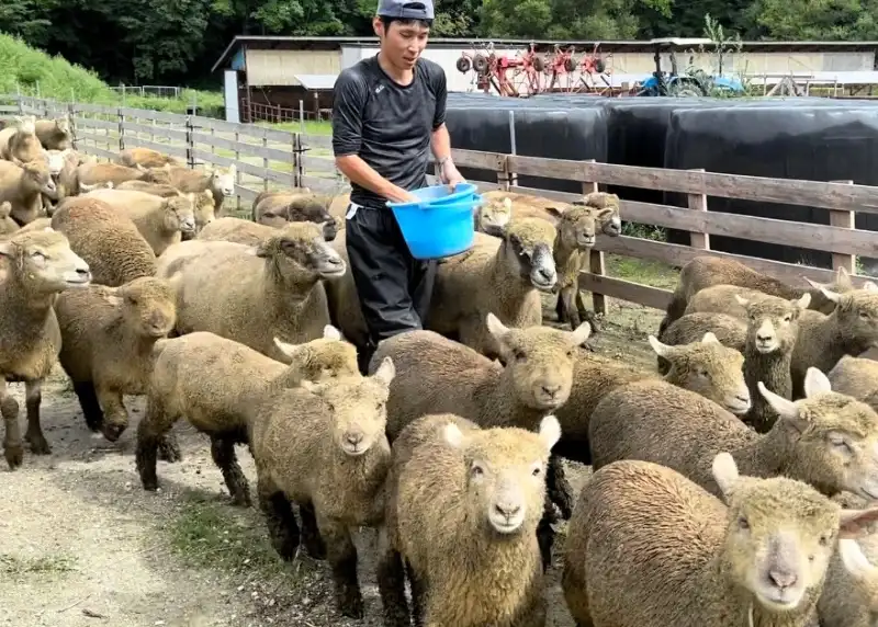 大誉地地区の飼育場で羊に餌をやる吉村修二さん