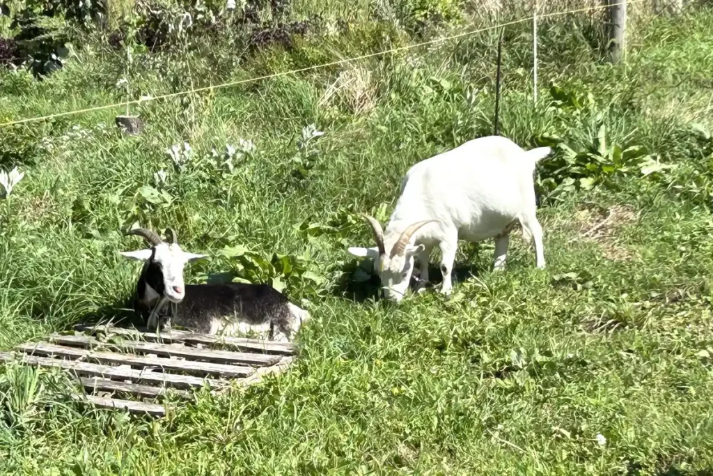 草を食むヤギ