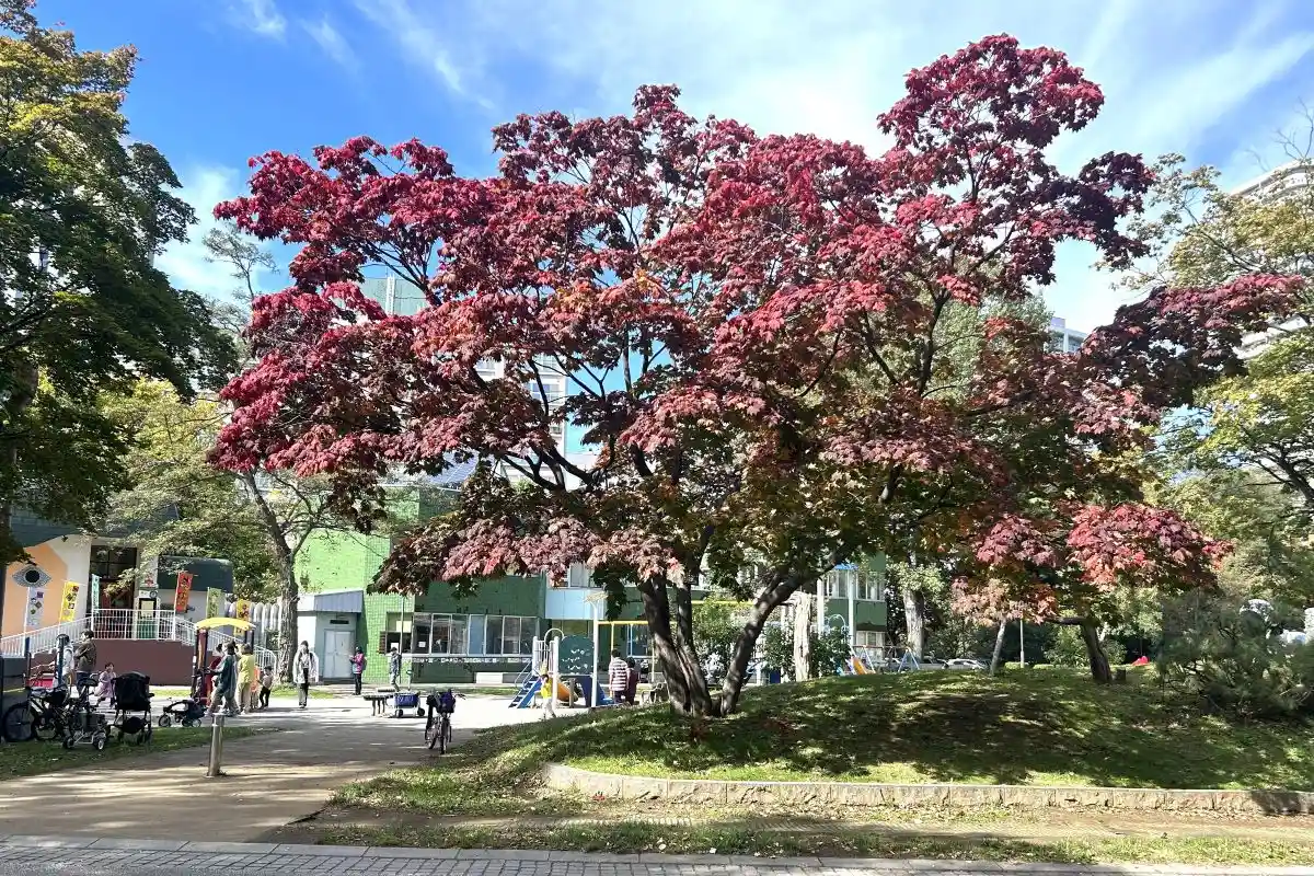 紅葉進む札幌･中島公園 まもなく見ごろ 10/25からは初めてライトアップイベントも お茶体験やキッチンカーも出店