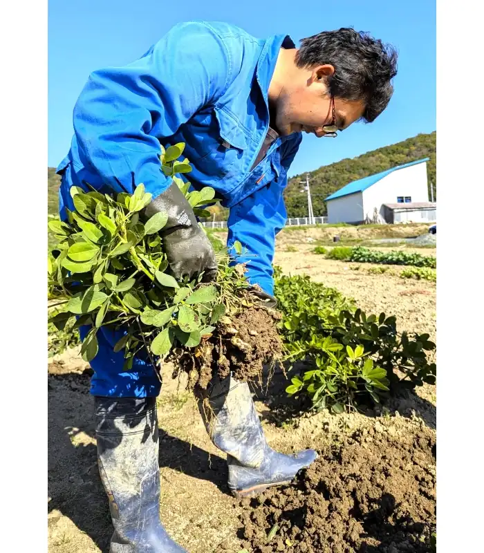 小平町内で収穫された落花生＝10月10日（南るもい４Ｈクラブ提供）