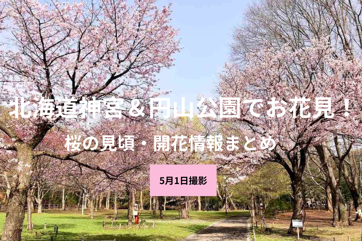 【2025年】札幌・北海道神宮＆円山公園の桜の開花情報！ 5/1(木)14:30現在　舞う花びらも楽しめる