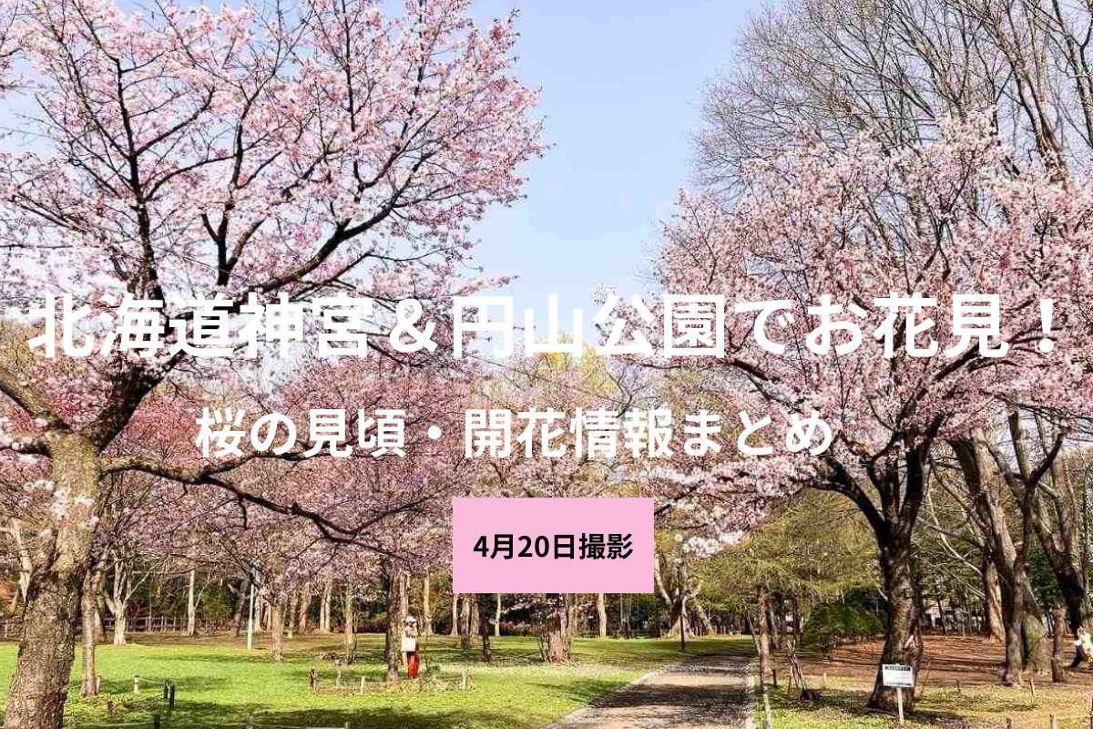 【2025年】札幌・北海道神宮＆円山公園の桜の開花情報、随時お届け！ 4/20(日)昼現在