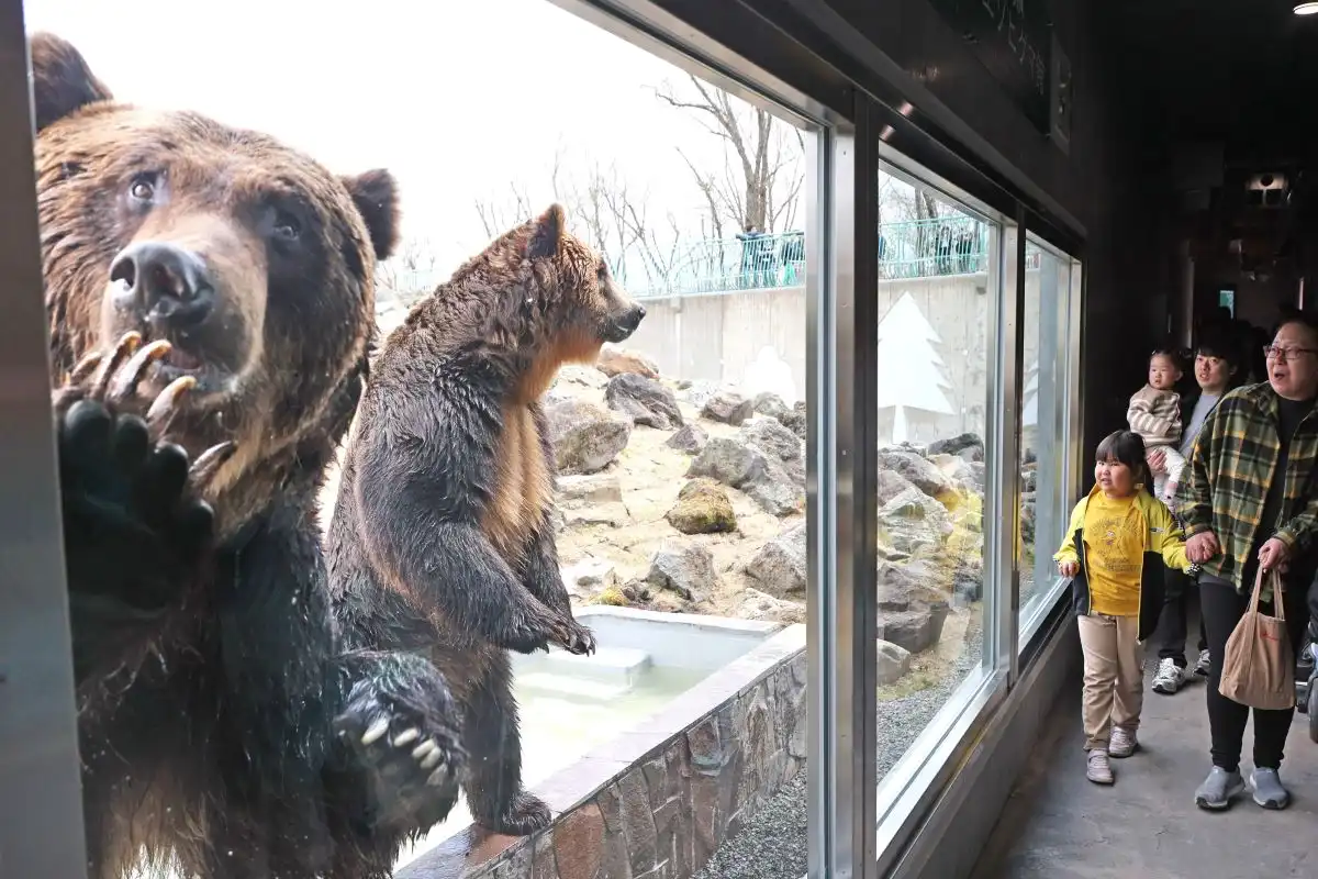 クッタとカイ　クマお披露目＊釧路市動物園、施設新装＊家族連れら歓声、撮影