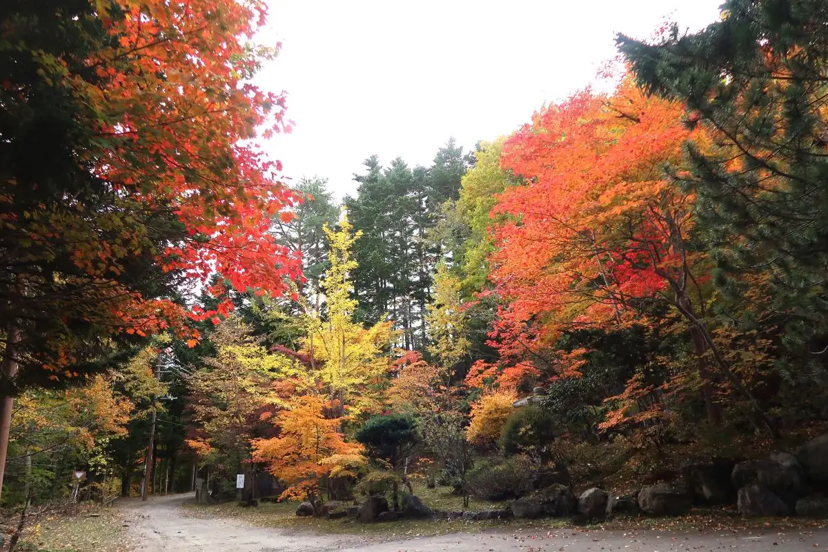 【札幌・紅葉速報】中島公園、今週末から見ごろ？10/24(金)からはライトアップイベントも　平岡樹芸センター、紅櫻公園、旭山記念公園の様子もお伝えします