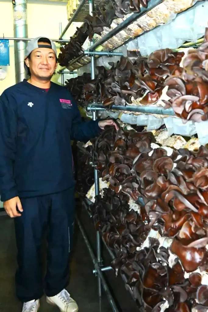 森下貢嗣代表が温度管理などを徹底して育てている生キクラゲ